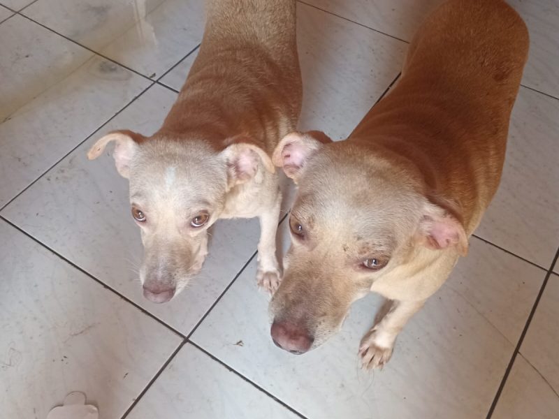 7 Cães (Adoção Urgente)