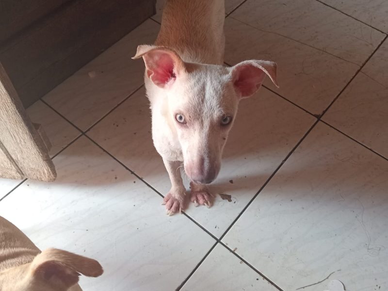 7 Cães (Adoção Urgente)