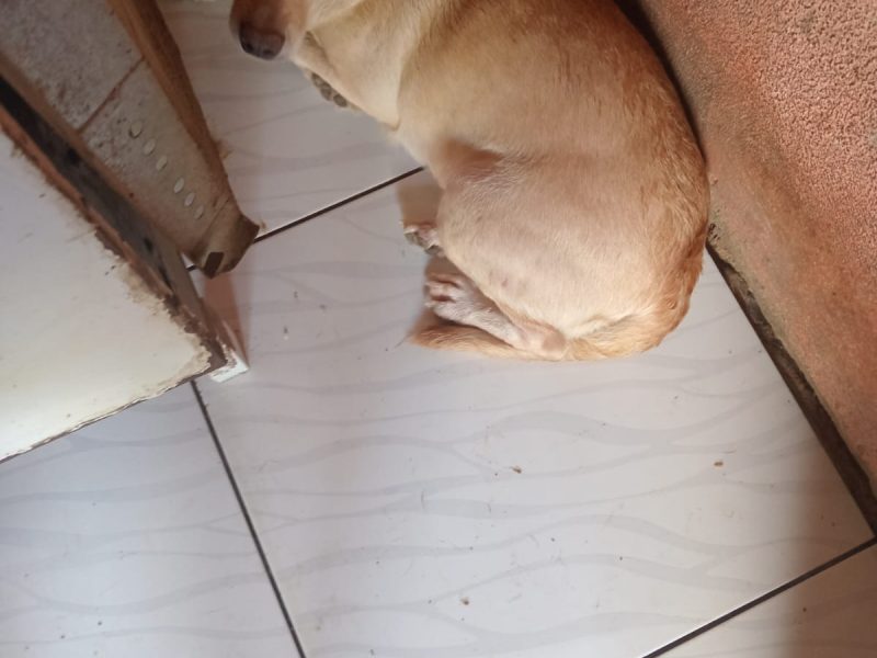 7 Cães (Adoção Urgente)