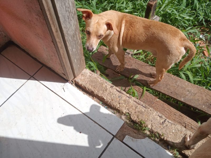 7 Cães (Adoção Urgente)