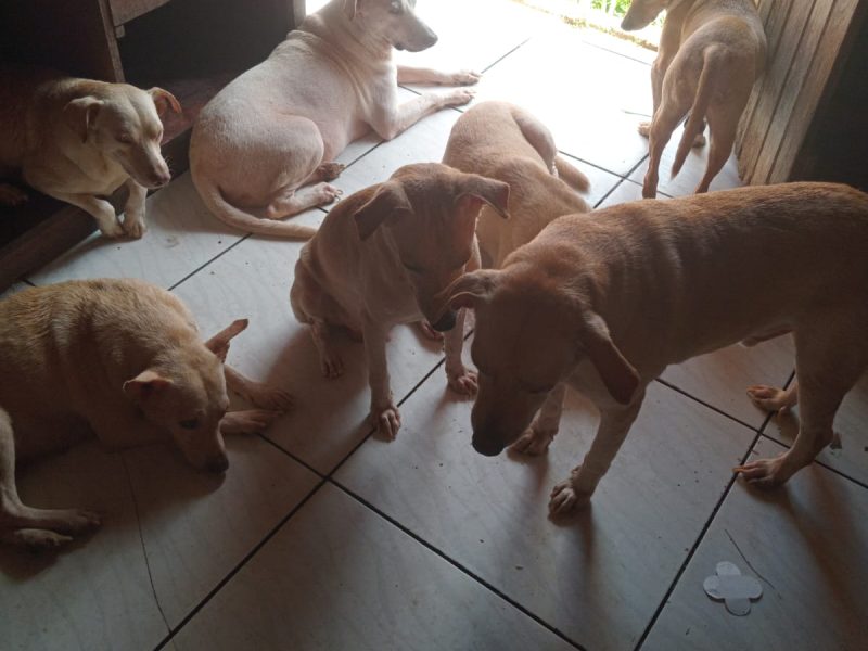 7 Cães (Adoção Urgente)