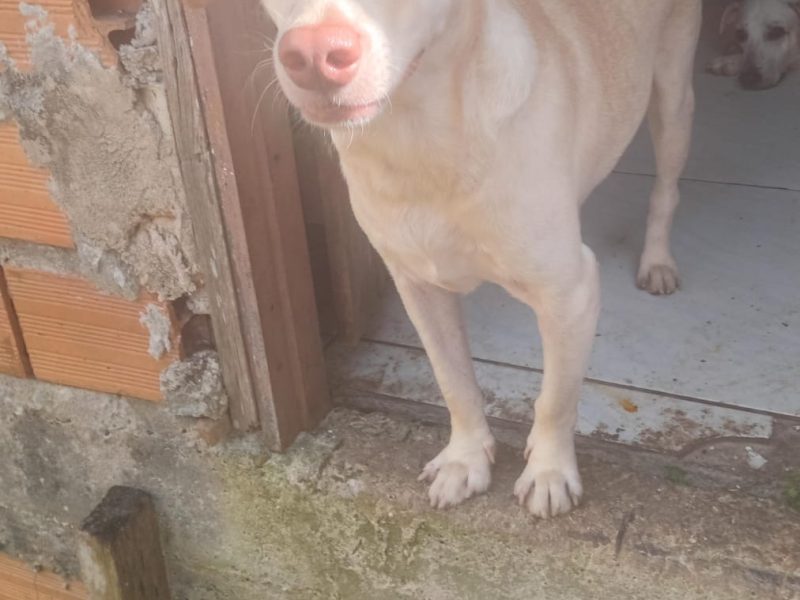 7 Cães (Adoção Urgente)