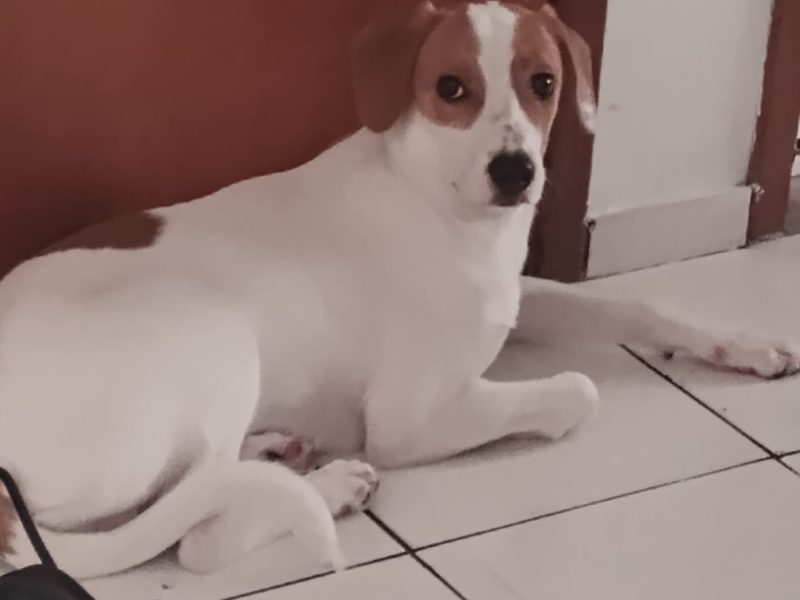 Porte M/P (Adoção Urgente)