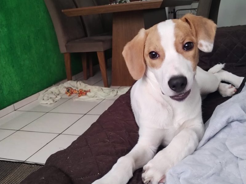 Porte M/P (Adoção Urgente)