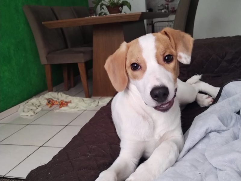 Porte M/P (Adoção Urgente)