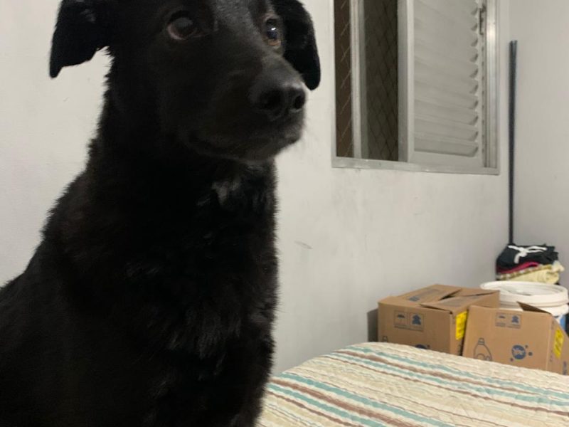 Mili (Adoção Urgente)