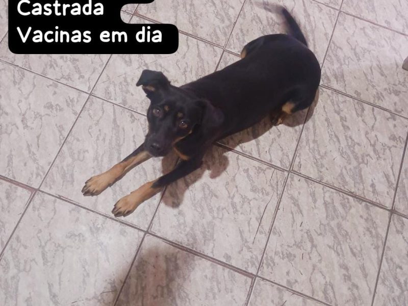 Fêmea (Adoção Urgente)