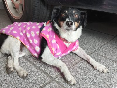 Bella (Adoção Urgente)