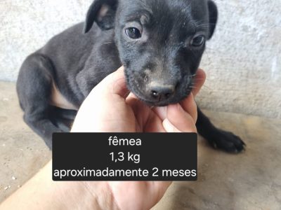 6 Filhotes (Adoção Urgente)