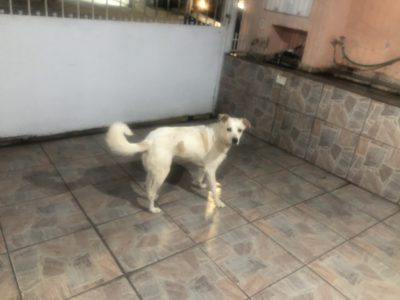 Sem nome (Adoção Urgente)