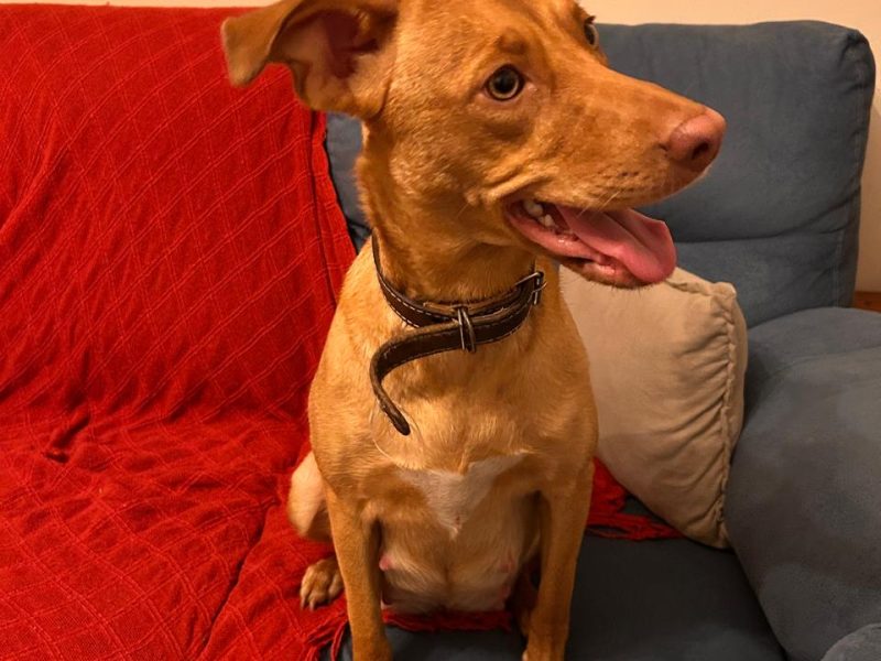 Jade (Adoção Urgente)