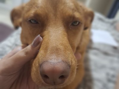 Jade (Adoção Urgente)