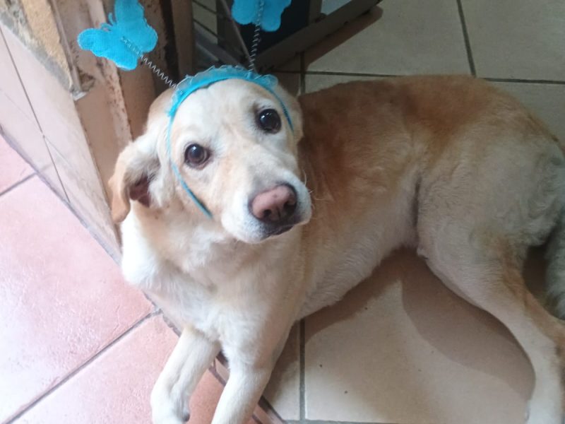 Scott (Adoção Urgente)