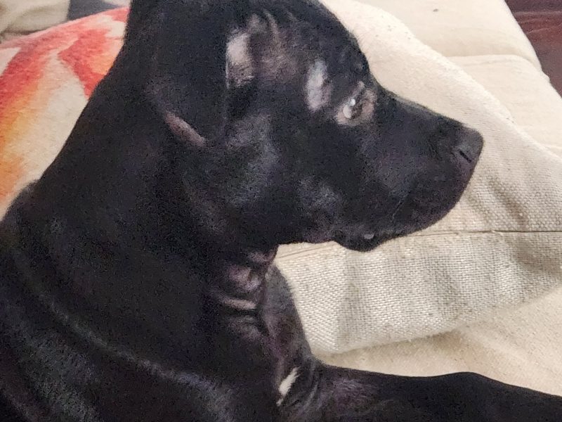 Nala (Adoção Urgente)