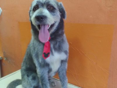 Billy (Adoção Urgente)