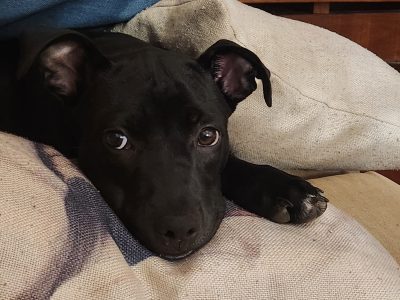 Nala (Adoção Urgente)