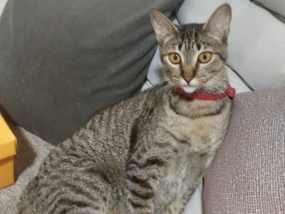 Milly e Mel (Adoção Urgente)