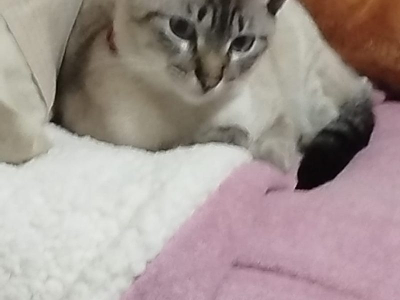 Milly e Mel (Adoção Urgente)