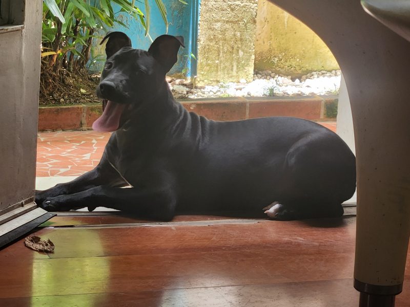 Nala (Adoção Urgente)