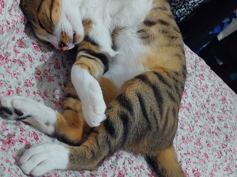 Whisky (Adoção Urgente)