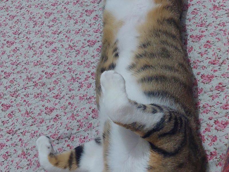 Whisky (Adoção Urgente)