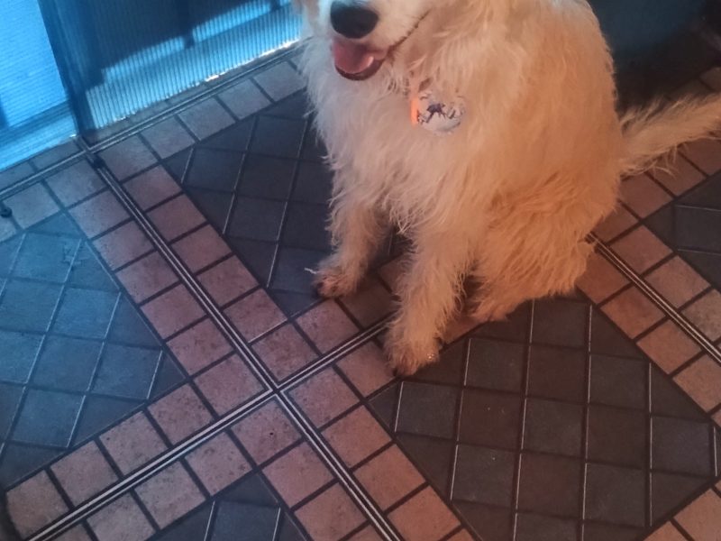 Spike (Adoção Urgente)