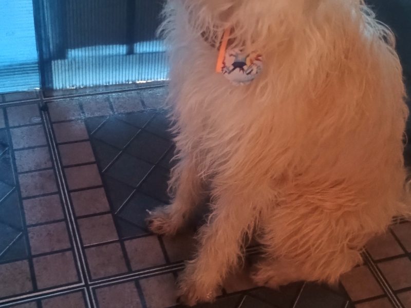 Spike (Adoção Urgente)