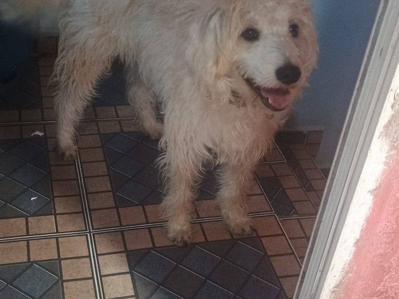 Spike (Adoção Urgente)