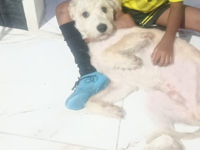 Spike (Adoção Urgente)