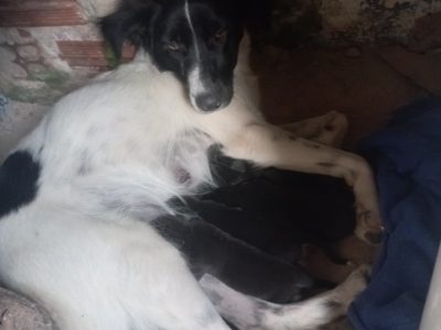 Lili e filhotes (Adoção Urgente)