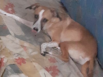 Nina (Adoção Urgente)
