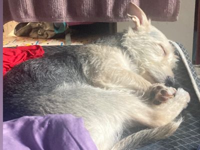 Lola (Adoção Urgente)