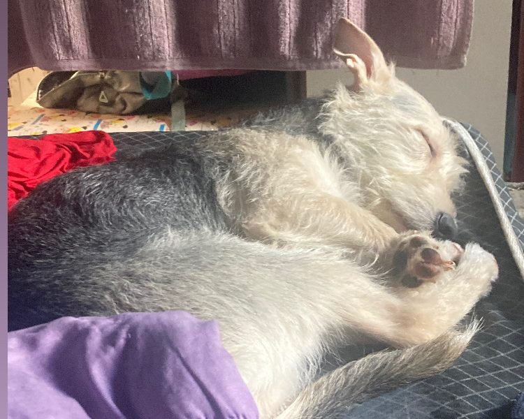Lola (Adoção Urgente)
