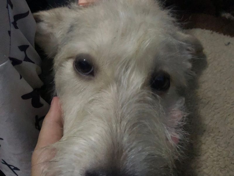 Lola (Adoção Urgente)