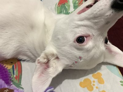 Neve (Adoção Urgente)