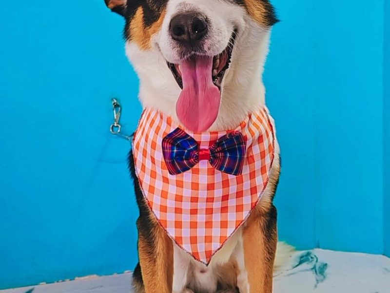 Thor (Adoção Urgente)