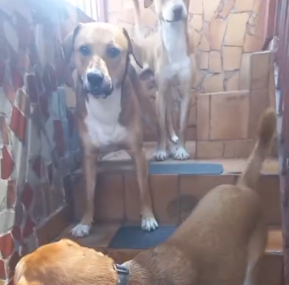 4 Cães (Adoção Urgente)