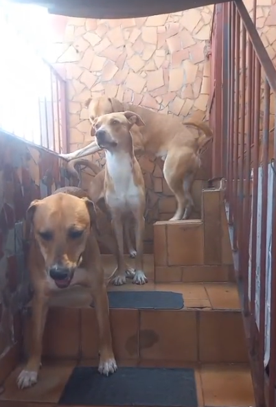 4 Cães (Adoção Urgente)