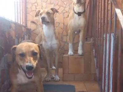 4 Cães (Adoção Urgente)