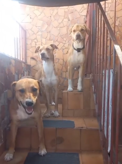 4 Cães (Adoção Urgente)