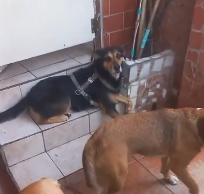 4 Cães (Adoção Urgente)