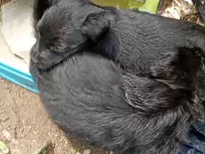 5 Filhotes (Adoção Urgente)