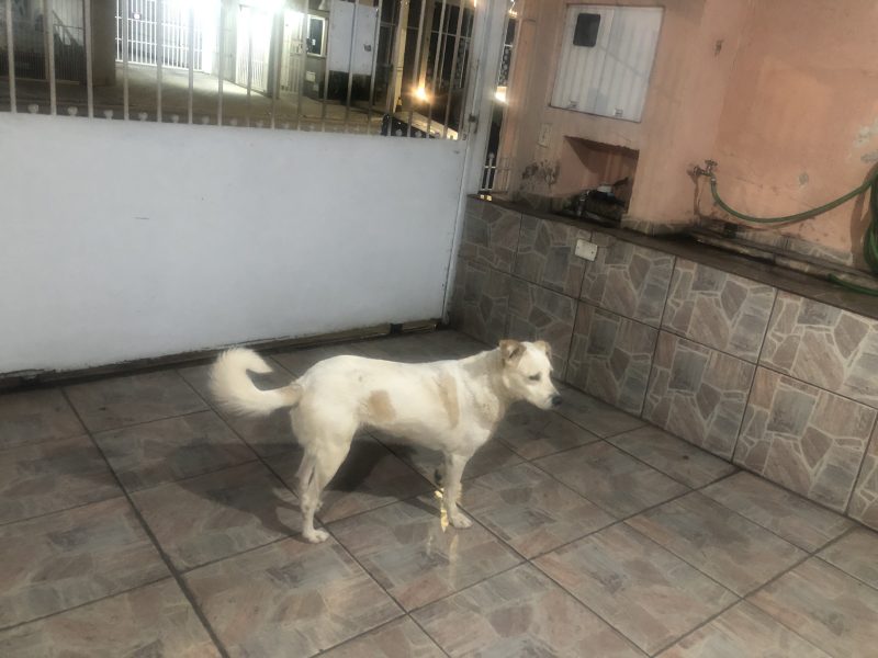 Sem nome (Adoção Urgente)