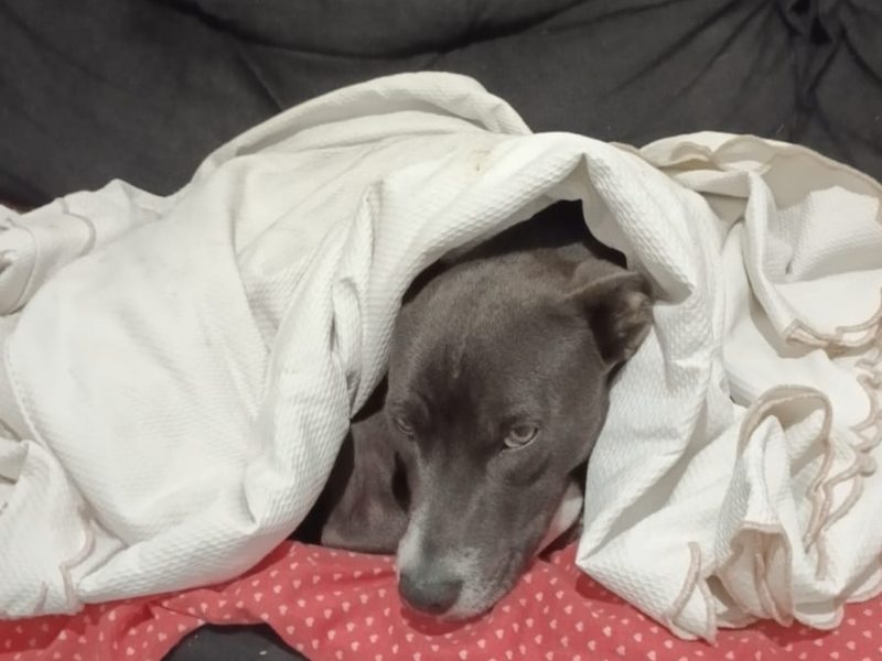 Theo (Adoção Urgente)