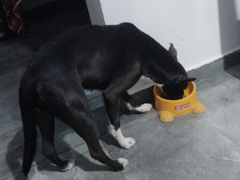 Theo (Adoção Urgente)