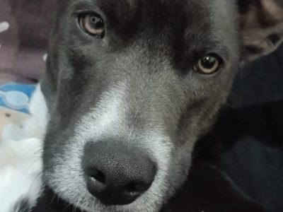 Theo (Adoção Urgente)