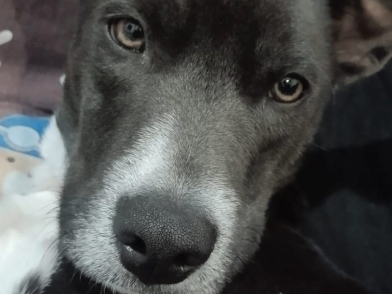 Theo (Adoção Urgente)