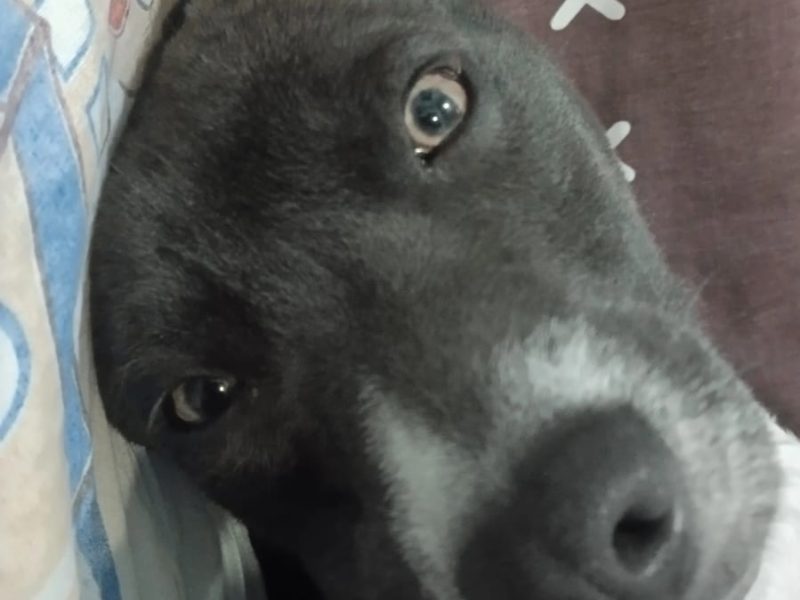 Theo (Adoção Urgente)