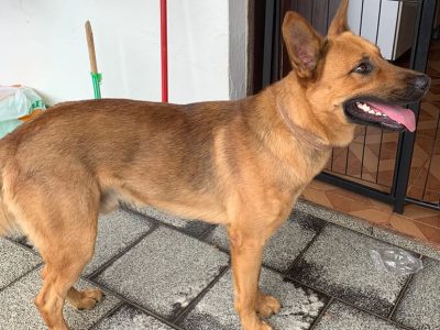 Bob (Adoção Urgente)