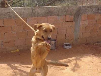 Bili (Adoção Urgente)